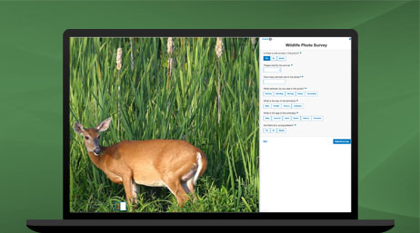 A deer in tall grass with textual data next to it