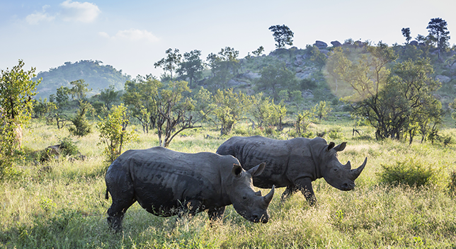 Due rinoceronti in un'area erbosa