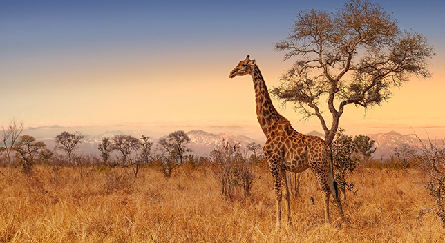 Giraffe beside a tree in grassy area with snowy mountains in the distance