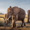 Elephants walk across a savanna 