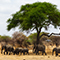 A herd of elephants stalking through a flat yellow field dotted with green and brown trees under a hazy blue sky