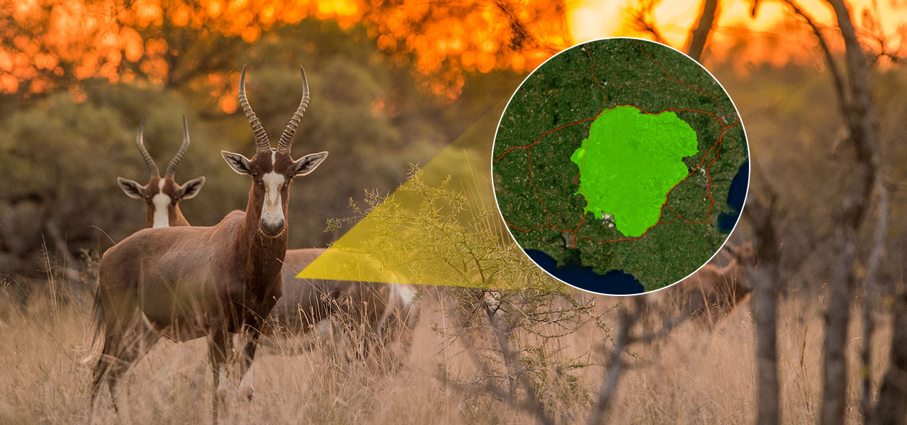 Um grupo de antílopes em pé na grama alta sobreposto a uma imagem circular de um mapa da Área de Conservação Transfronteiriça da Grande Mapungubwe