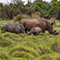A family of gray rhinos standing in deep green grass in a wild plain edged with a tangle of green trees