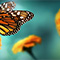 A closeup photo of a monarch butterfly standing on an orange flower with an unfocused green background of two more orange flowers