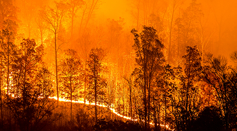 A photo of a forest of tall trees silhouetted against a smoky orange sky as a trail of fire blazes through the center