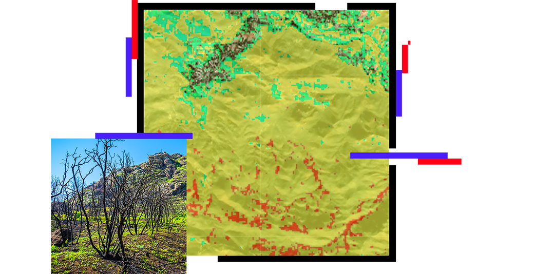 A map showing active burn areas in red, burn scars in black, and recovered areas, and new plants sprouting next to charred trees