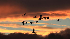 A flock of birds in flight silhouetted against a warm orange sunset sky