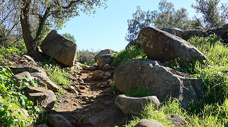 A trail through greenery surrounded by boulders and small rocks