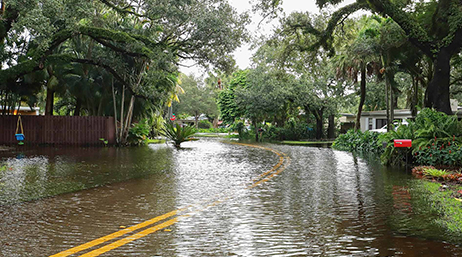 A flooded street surrounded by lush greenery