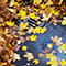 Yellow and brown leaves scattered over wet black asphalt and a drain grate