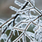 A close-up image of bare dark tree branches encased in ice and laden with tiny icicles