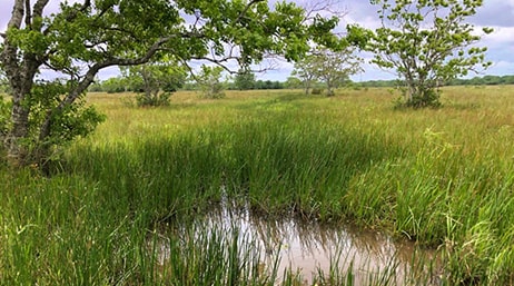 A photo of a field covered in tall green and brown grass with a few trees and a small still pond