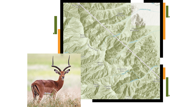 A green and white contour map of a mountain range, overlaid with a photo of an antelope standing alert in a sunny green field