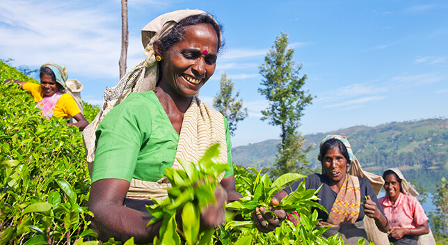 A group of smiling women wearing saris walking through a field of tall green crops beneath a clear blue sky