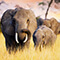 Three brown-gray elephants standing in a field of tall yellow grass with scattered trees in the distance against a gold and purple sunset