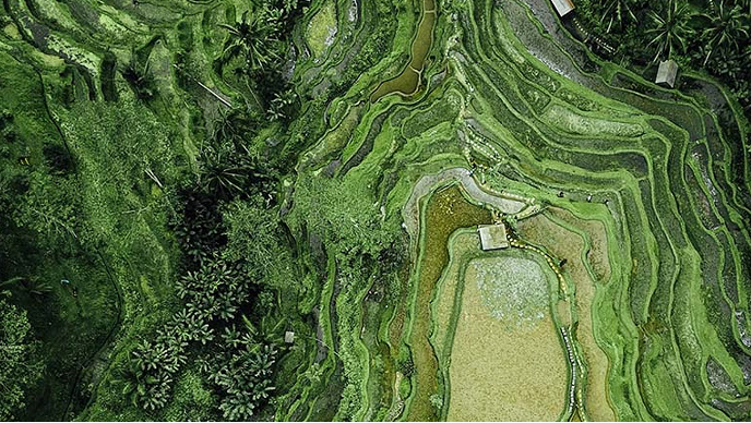Aerial view of a terraced hill covered in vivid green growth and trees