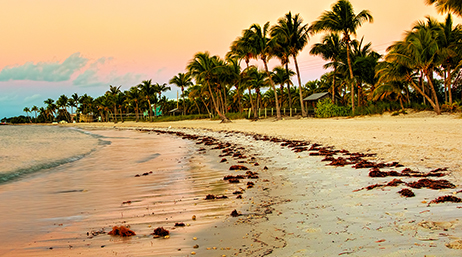A beach lined with palm trees and pink and blue skies in Key West