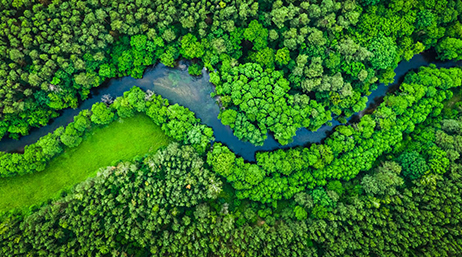 Üppiger, grüner Wald, der von einem sich windenden Fluss durchquert wird