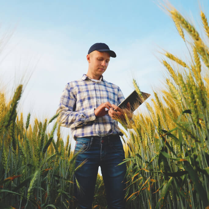 Man standing in a wheat field looking at a tablet computer