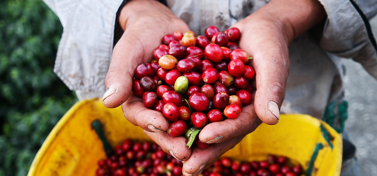 A coffee field with a close up of a pair of hands holding many red, ripening coffee beans over a yellow basket of more coffee beans