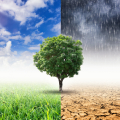 A graphic of a green tree against a split background of a green field with a blue sky on the left, and parched brown earth under a rainy grey sky on the right