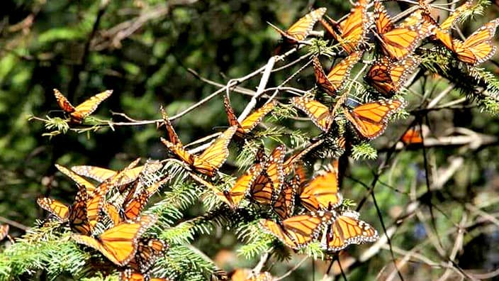 Orange and black monarch butterflies cluster on the branch of an evergreen tree