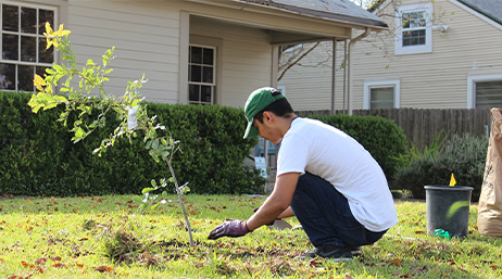 A person wearing a green baseball cap crouching to plant a small tree in a grassy yard