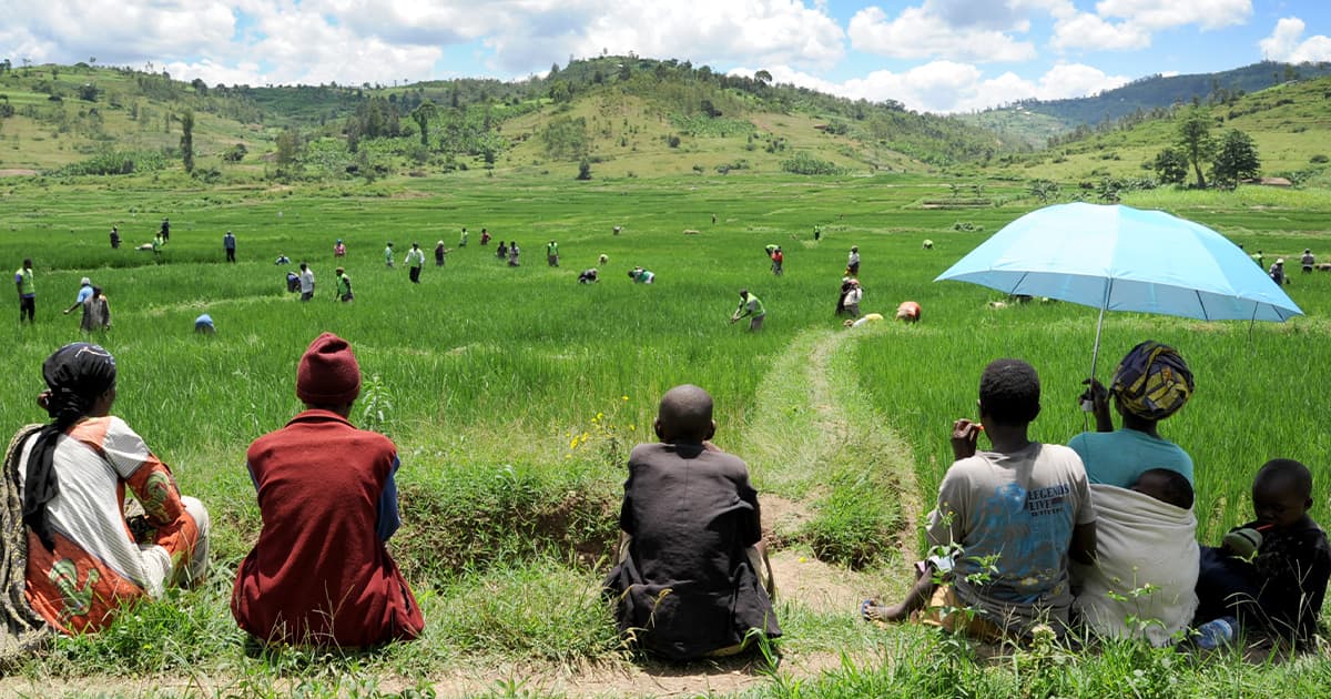 Agrolog Limited Uses GIS to Increase Nigeria Ginger Production