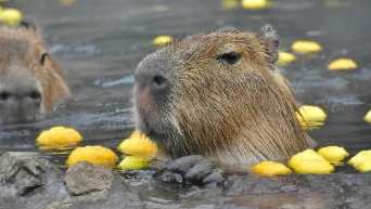 A capybara in its natural habitat, partially submerged in water and surrounded by floating citrus fruit