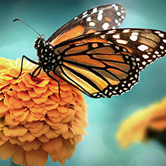 A closeup photo of a monarch butterfly perched on a bright orange flower against a blurry blue and orange background