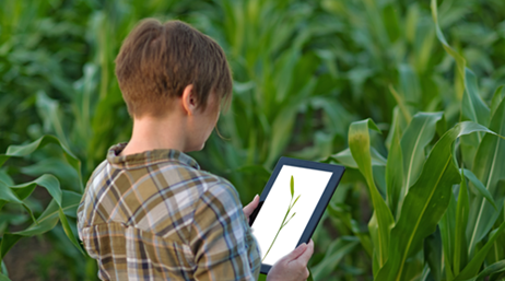 A person wearing a plaid top standing out in a green field with a tablet