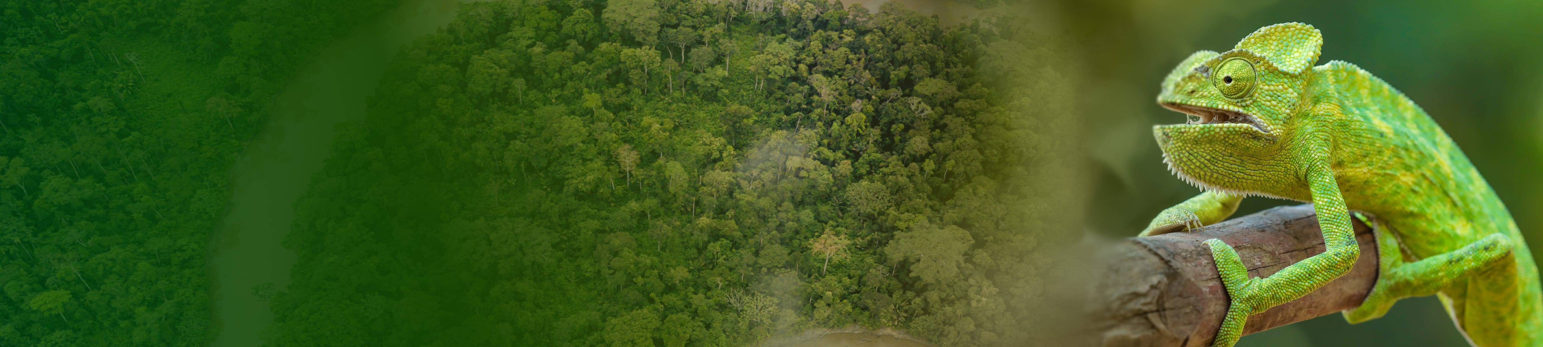 Green terrain visualization background with a multi-colored chameleon image on the right.