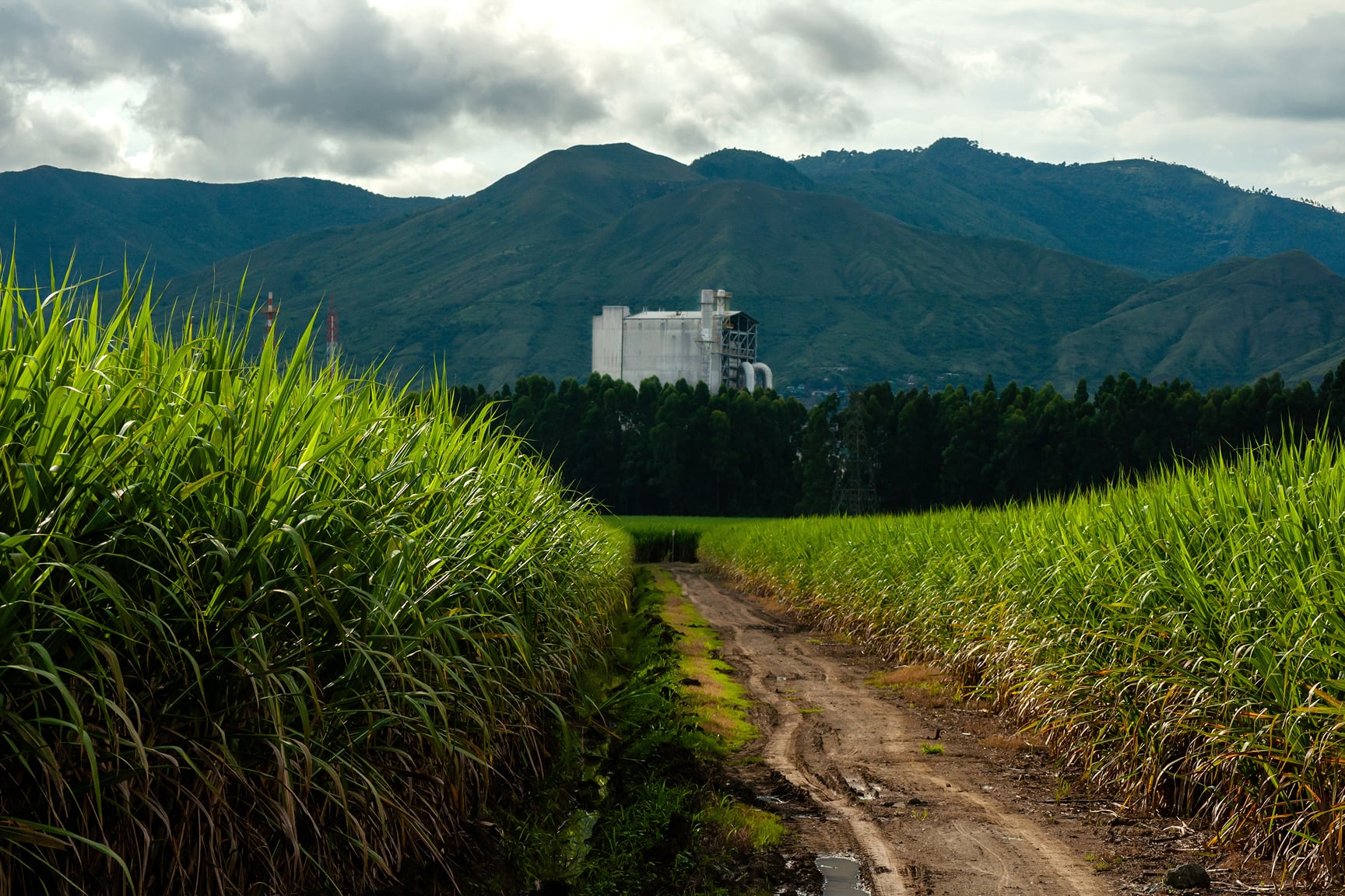 A dirt path runs between tall green crops toward a large industrial building in the distance