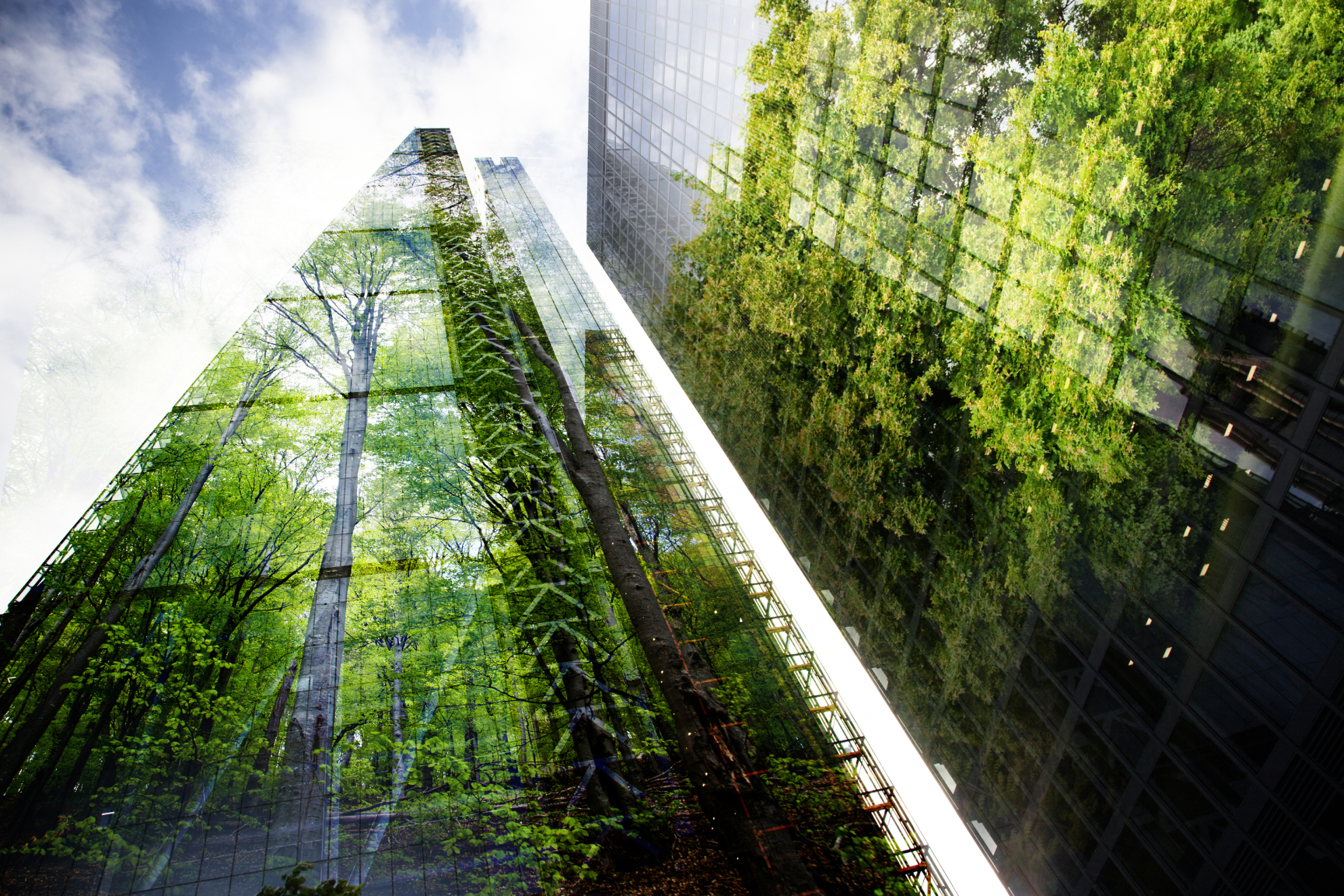 Office buildings with trees superimposed on the glass