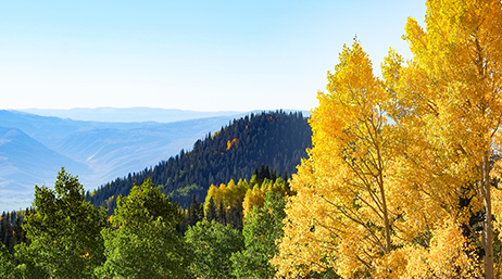 An aerial view of a mountain vista covered in forest treetops in green and yellow