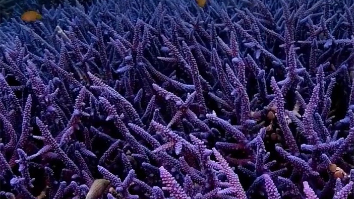 A close-up image of purple coral reef underwater