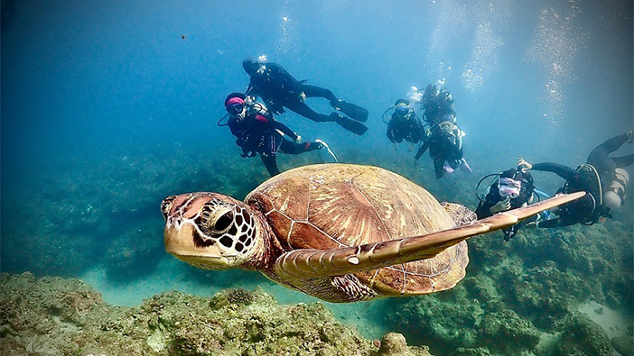 A sea turtle swimming underwater as four scuba divers observe at a distance