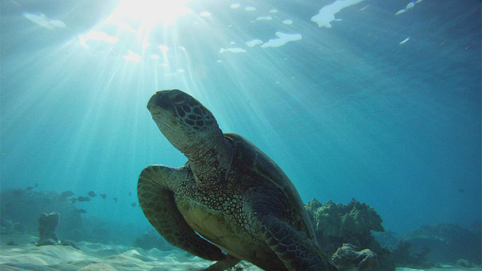 A sea turtle resting near a reef with the sun shining above through the surface of the water