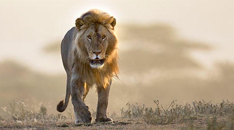 A lion in a grassland habitat moving towards the camera