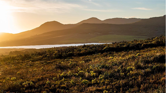 A wild scrub-filled lakeside field with mountains in the distance under a golden sunrise sky