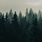 A line of evergreen trees in fog