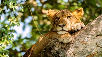 A lioness lounging in a tree