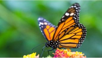 A monarch butterfly sitting on red and yellow flowers