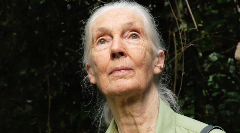 Jane Goodall looking off into the distance.