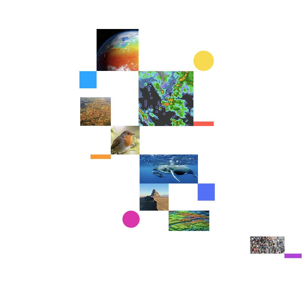 Square images of a whale swimming in clear water, a bird sitting on a branch, desserts, crowded streets, and an space view of Earth with heat signature.