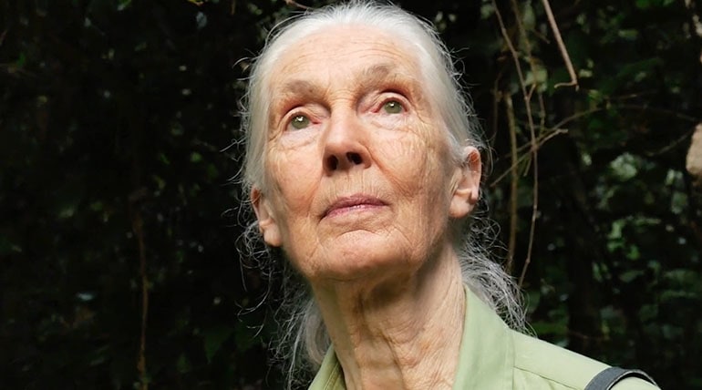 Jane Goodall looking off into the distance