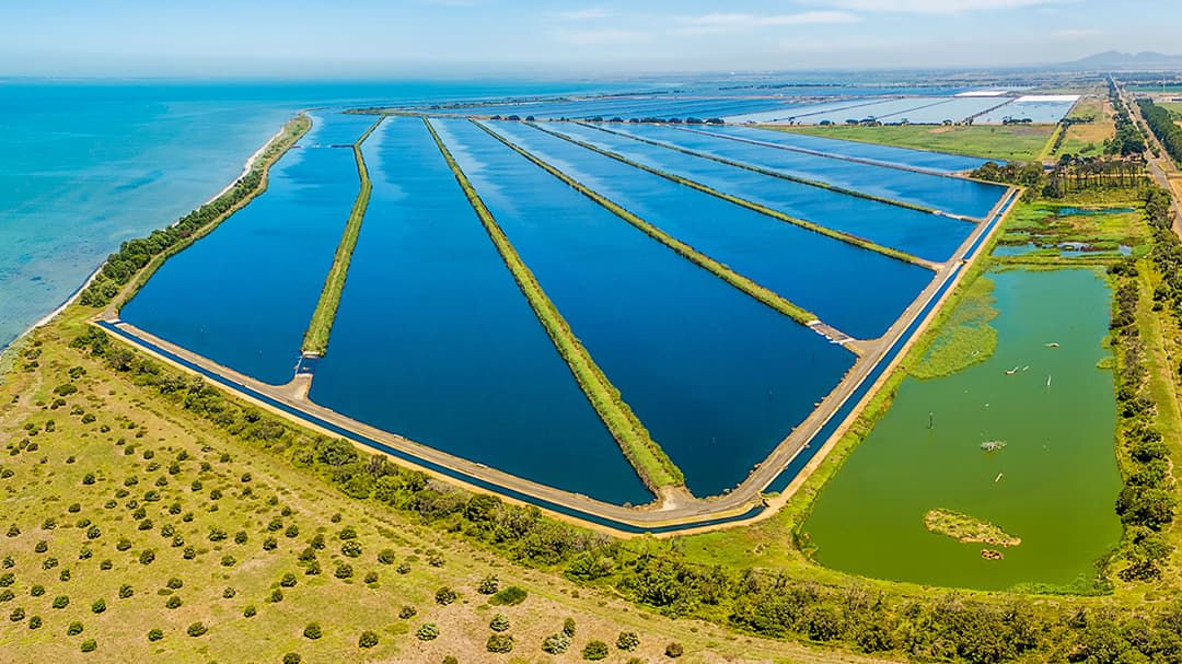 An expansive aquaculture facility featuring large rectangular ponds near a coastal area.