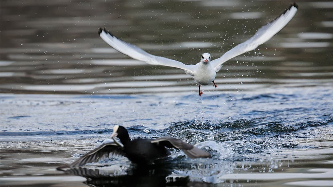 A white seagull is captured mid-flight as it chases a black duck across a rippling water surface.
