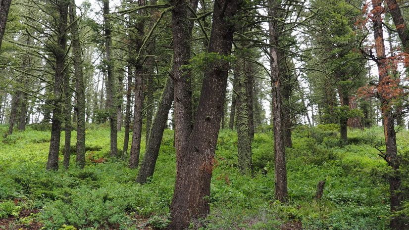 Montana Has a Plan to Help Prevent Forest Fires