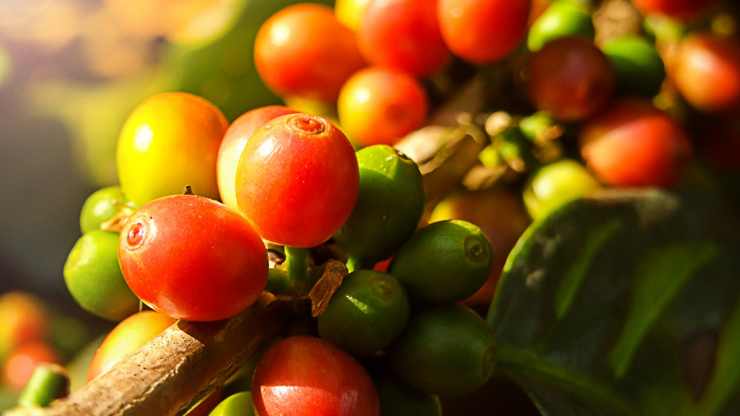 [Video] Nespresso Receives “Making A Difference Award” at Esri User Conference 2021